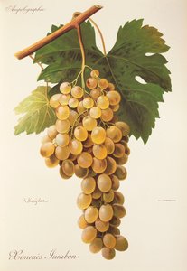 Himenes Jumbon druva av A. Kreyder
