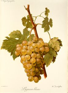 Lignan Blanc druva av A. Kreyder av Alexis Kreyder