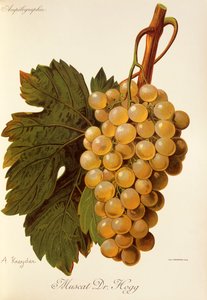 Muscat Dr. Hogg druva av A. Kreyder av Alexis Kreyder