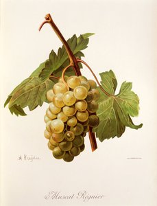 Muscat Regnier druva av A. Kreyder av Alexis Kreyder