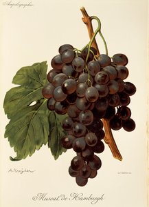 Muscat de Hamburgh druva av A. Kreyder av Alexis Kreyder