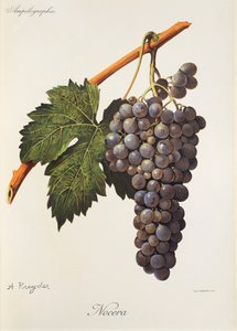 Nocera druva av A. Kreyder av Alexis Kreyder