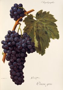 Oriou Gris druva av A. Kreiter av Alexis Kreyder