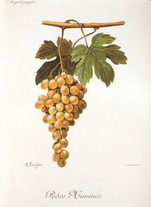 Pedro Mimenes druva av A. Kreyder av Alexis Kreyder