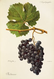 Piedirosso druva av A. Kreyder av Alexis Kreyder