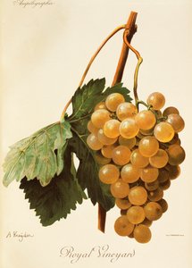Royal Vineyard druva av A. Kreyder av Alexis Kreyder