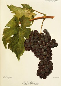 San Gioveto druva av A. Kreyder av Alexis Kreyder