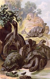 Jättesköldpaddor från Galapagosöarna, från en naturhistorisk bok, 1887