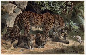 Panthere and its young - Panthera, från "Brehm