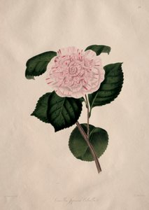 Illustrationer och beskrivningar av ... den naturliga ordningen Camellieae: Nr 41 av Alfred Chandler