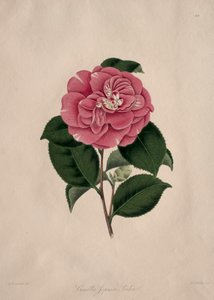 Illustrationer och beskrivningar av ... den naturliga ordningen Camellieae: Nr 44 av Alfred Chandler