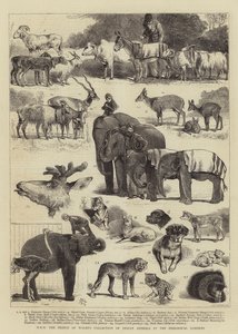 HKH prinsen av Wales samling av indiska djur vid Zoological Gardens