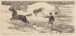 Skisser från British Columbia, från unghästar till slädehästar av Alfred Chantrey Corbould