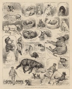 Kennelklubbens hundutställning i Crystal Palace av Alfred Chantrey Corbould