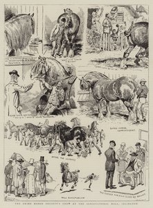 Shire Horse Society