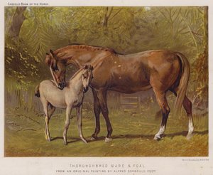 Fullblodssto och föl (färg litho) av Alfred Chantrey Corbould