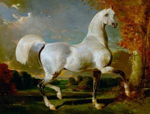 Arabhingst