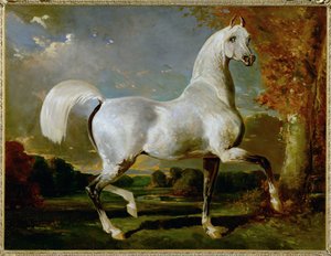 Etalon Arabe - Arabiskt fullblod ... av Alfred Dedreux or de Dreux