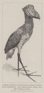 Ett nytt tillägg till Natural History Museum, South Kensington, den valhövdade storken, från Victoria Nyanza