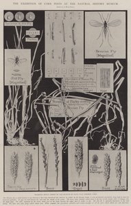 Utställningen om skadedjur i majs på Naturhistoriska museet av Alfred Hugh Fisher