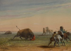 Buffel som vänder sig mot sina förföljare