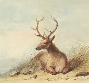 Älg, Klippiga bergen, ca 1837 (penna, penna och bläck och akvarell på papper) av Alfred Jacob Miller