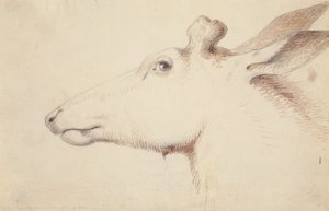 Älg. c.1837 (teckning) av Alfred Jacob Miller
