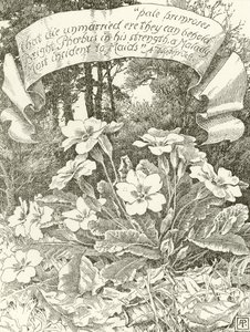Bleka primörer (gravyr) av Alfred Parsons