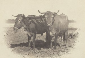 En idyll av Alfred Stieglitz