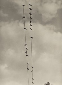 Fåglar av Alfred Stieglitz