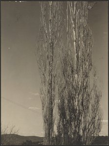 [Döende popplar, Lake George] av Alfred Stieglitz