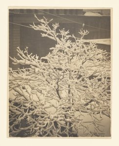 Från bakfönstret i 291 av Alfred Stieglitz