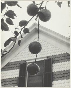 Gavel och äpplen av Alfred Stieglitz
