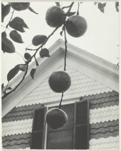 Gable and Apples, 1922. av Alfred Stieglitz