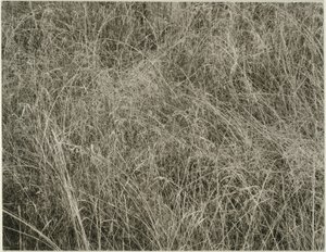 Gräs av Alfred Stieglitz