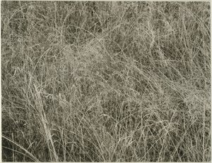Gräs, 1933. av Alfred Stieglitz
