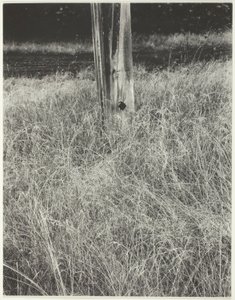 Gräs och flaggstång av Alfred Stieglitz