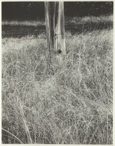 Gräs och flaggstång, 1933. av Alfred Stieglitz