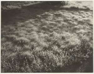 Gräs och frost av Alfred Stieglitz