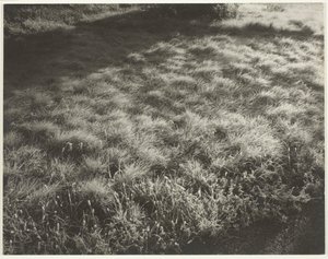 Gräs och frost, 1934. av Alfred Stieglitz