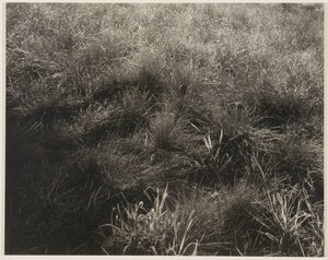 Gräs av Alfred Stieglitz
