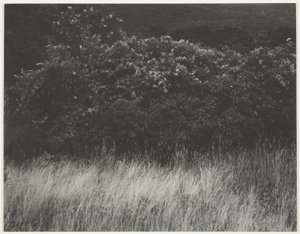 Häck och gräs - Lake George av Alfred Stieglitz
