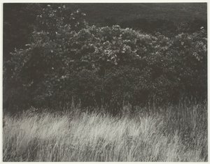 Hedge and Grasses - Lake George, 1933. av Alfred Stieglitz