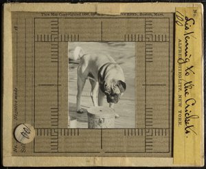Lyssnar på Crickets, c. 1900. av Alfred Stieglitz
