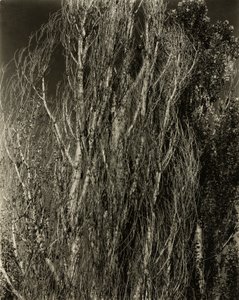 Poplar — Lake George av Alfred Stieglitz