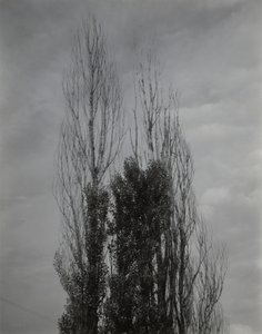 Poppelträd – Lake George av Alfred Stieglitz