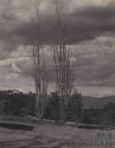 Poppelträd – Lake George av Alfred Stieglitz