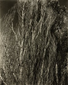 Poplar — Lake George av Alfred Stieglitz