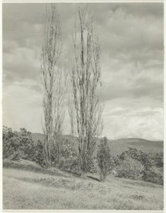 Poplar — Lake George av Alfred Stieglitz