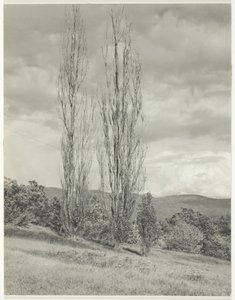 Poplar—Lake George, 1935. av Alfred Stieglitz
